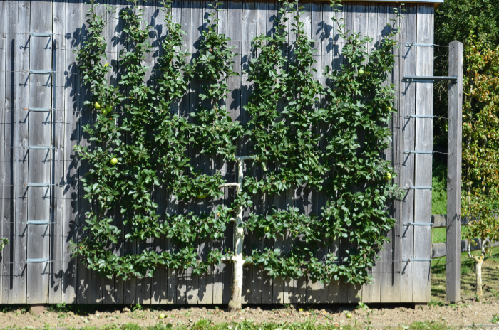 Reiner Wahl Klostergarten Binsdorf